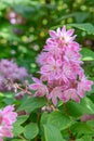 Deutzia x hybrida Magicien pink flushed creamy white flowers